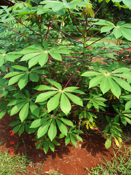 Manfaat Singkong / ubi kayu  Tumbuhan Sekitar Kita